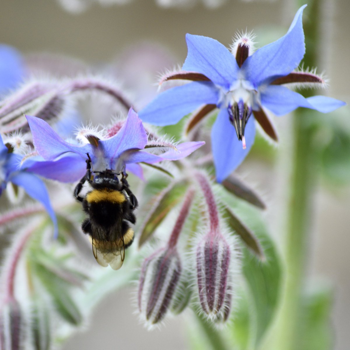WildGloweth's tweet photo. The bees are loving the Borage and Viper’s Bugloss in the garden at the moment. 🐝 @BumblebeeTrust #bees #Cornwall https://t.co/J3lmZccbMJ