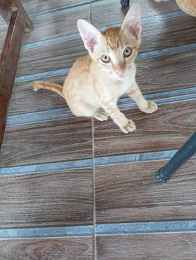 CatsterClub's tweet photo. 📌หาบ้านให้น้องแมวค่ะ📌
แมวส้ม 🍊🍊🍊
แม่แมวมาคลอดที่บ้านค่ะ น้องเป็นแมวส้มสามตัวน่ารักสดใสค่ะ พาแม่แมวไปทำหมันเรียบร้อย ใครชอบแมวส้ม ติดต่อมาได้เลยนะคะ
ขออนุญาติคัดบ้านนะคะ
 พิกัด กรุงเทพ อยุธยา 
 ติดต่อ :คุณน้ำผึ้ง 0968616330 https://t.co/hmCYoojBXg