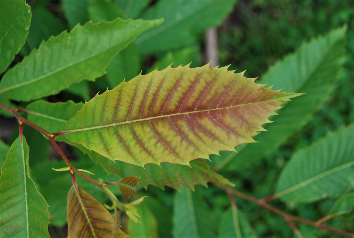 A young leaf on our American Chestnut tree. Part of the Beech family, this tree once covered much of S Ontario and NE USA. Decimated thru early 1900's by introduced Chestnut Blight. Still small trees locally in the wild but rare to see mature trees #nativetrees #NorfolkNature