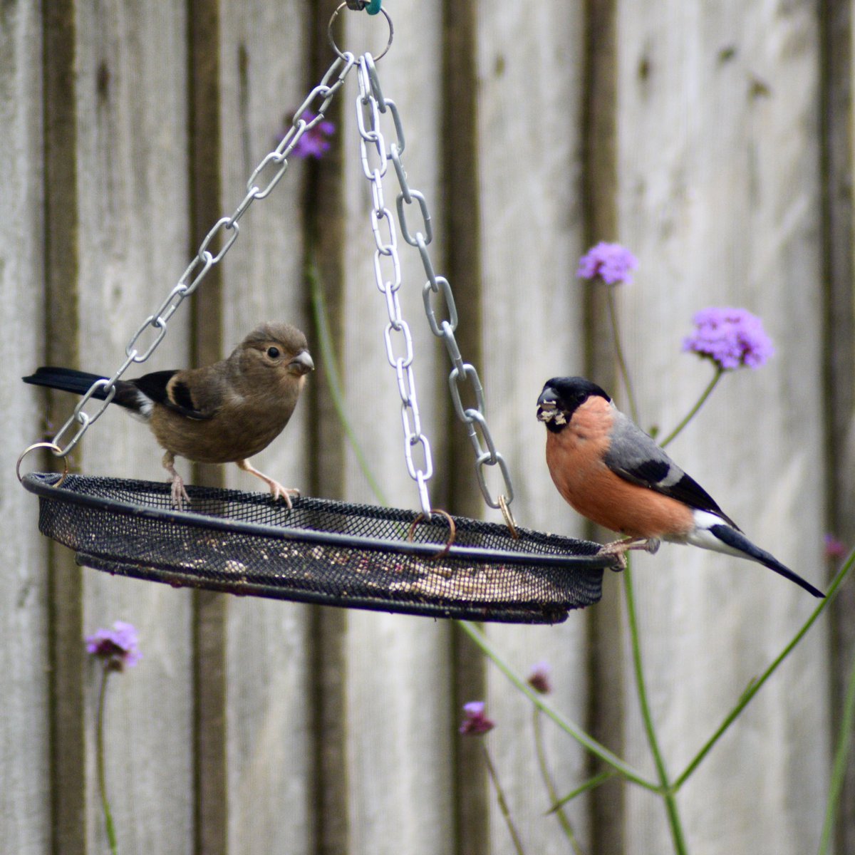 Kiki (@wildgloweth) on Twitter photo First time I’ve seen a fledgling Bullfinch in my garden in Truro. <a href="/CBWPS1/">Cornwall Birds</a> <a href="/BTO_Cornwall/">British Trust for Ornithology in Cornwall 〓〓</a> #birds #Cornwall First time I’ve seen a fledgling Bullfinch in my garden in Truro. <a href="/CBWPS1/">Cornwall Birds</a> <a href="/BTO_Cornwall/">British Trust for Ornithology in Cornwall 〓〓</a> #birds #Cornwall