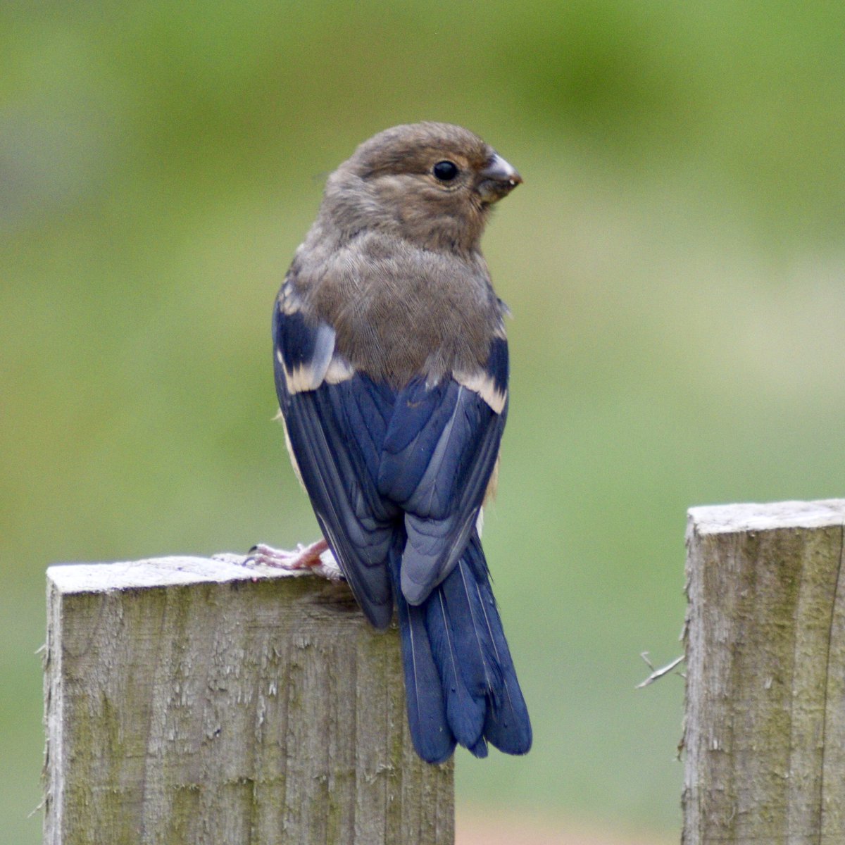 WildGloweth's tweet photo. First time I’ve seen a fledgling Bullfinch in my garden in Truro.  @CBWPS1 @BTO_Cornwall #birds #Cornwall https://t.co/ubGlY51WUE