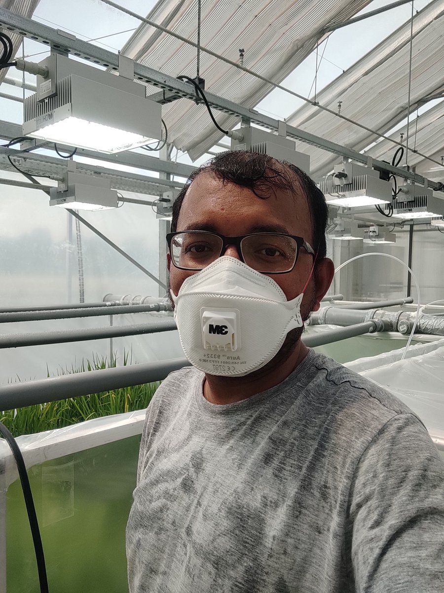 Not water drops rather sweat 💦 of a breeder. Mask on in this hot 🥵 conditions is bit challenging. People prefer to judge on results rather than untold stories.