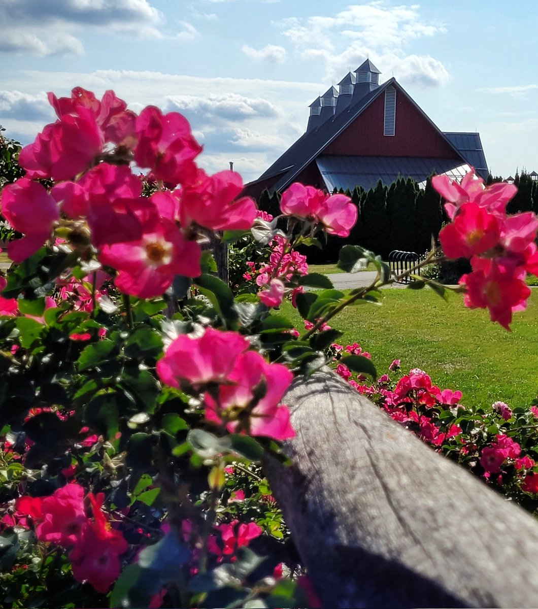 #Roses in bloom at the Central Experimental Farm, in #Ottawa, #Ontario, #Canada

#ThePhotoHour #ThePhotoMode @YoushowmeP #NaturePhotography #naturebeauty #myottawa #discoverON #landscapephotography