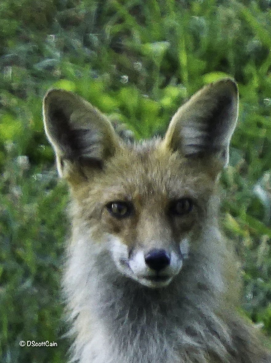 Nice close up photo. #fox #wildlife #wildlifephotography #naturesbeauty #naturephography #nature #outdoorphotography #dscottcainphotography #photography #photographers #sonyphotography #sony #yorkcountypa #greyfox #redfox #wildfox