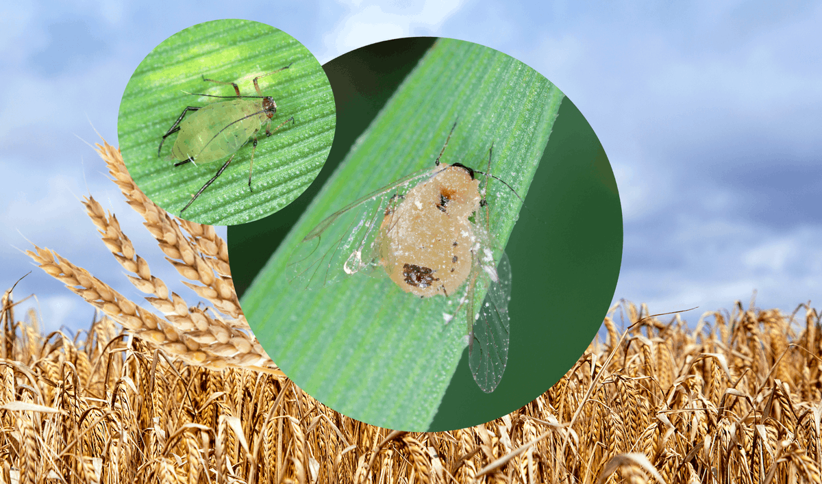 Harnessing the power of native fungi to develop a sustainable pest &amp; disease management solution for wheat cultivation is being explored in a project funded by <a href="/DefraGovUK/">Defra UK</a> 's Farming Innovation Programme &amp; delivered by <a href="/innovateuk/">Innovate UK</a> 

ow.ly/GxB750ORBSs

<a href="/fa_bio_net/">FA Bio</a> <a href="/CABI_News/">CABI</a>