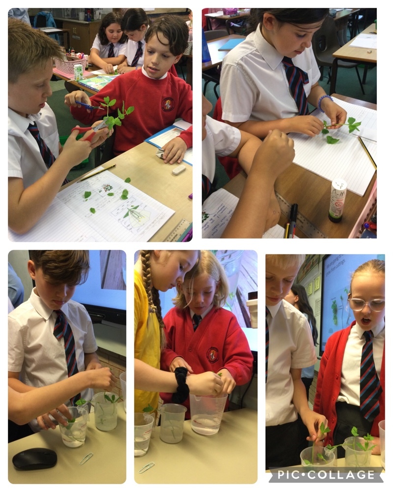 StrettonStMatts's tweet photo. Y5 have been learning about reproduction in plants different methods of propagation. We’ve been taking cuttings from mint plants which we’ve added to water. We'll observe the changes over the next few weeks to see if explore this method of propagation further. #ssm #ssmscience https://t.co/11A3bE6jKQ