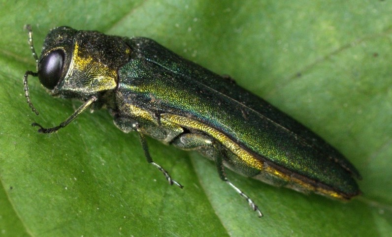 Forest Research tweet media