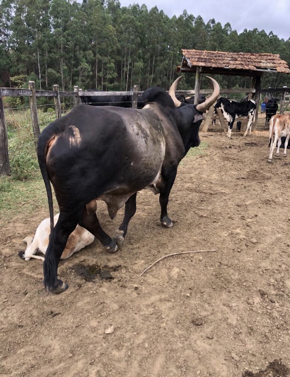 o chifre da vaca que tá na minha fazenda tá igual o do povo de setúbal