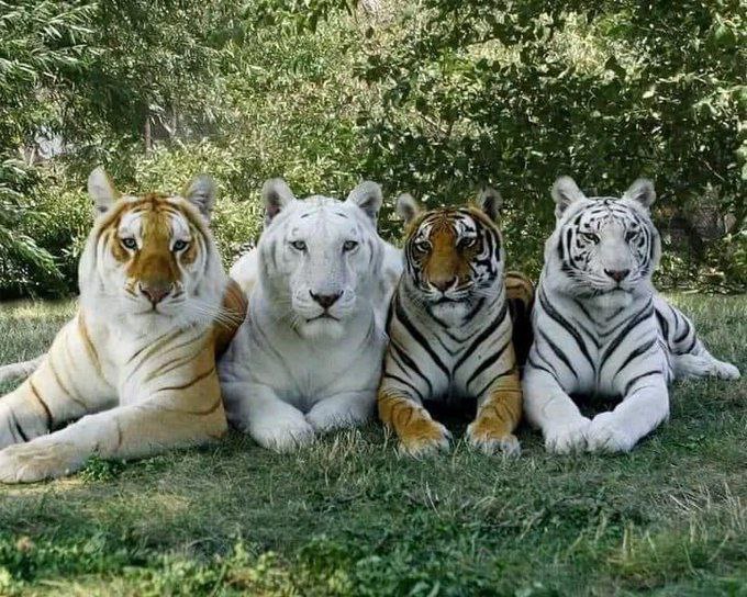 #1x10EsEficiencia 🐯🐾📸 4 tipos de #tigres en una misma foto:

Tigre Dorado, Tigre Blanco de las Nieves, Tigre de Bengala y Tigre Blanco. 

 ¡Buenos días!
