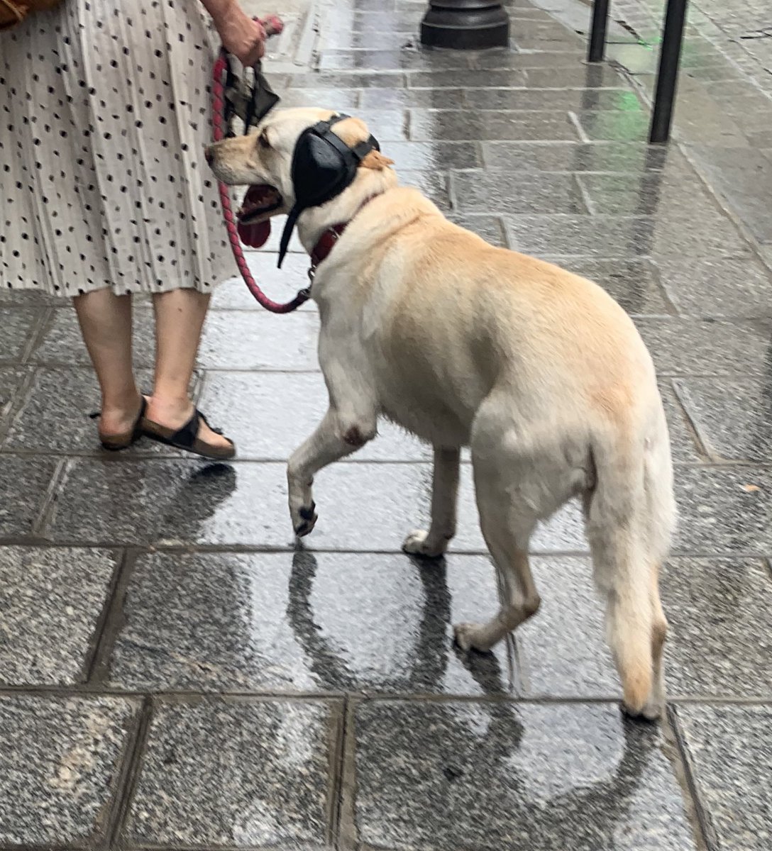 LE CHIENGUE IL EST AUTISTE IL A MIS LE CASQUE ANTI BRUIT