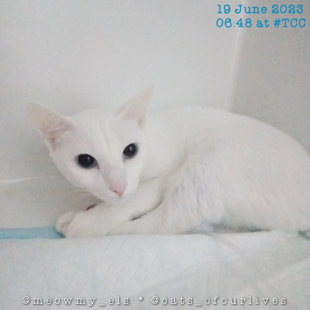 ElsbethLSE's tweet image. Instead of waking up to Patti beside me as usual, I just get a Viber update w/ a photo of her every morning fr @thecatclinicph . Oh, how we miss you, Bubbly Blue 😿 Bt I&apos;m comforted by d fact tht d ppl taking care of her seem to know how 2 listen 2 cats. #TheCatClinic #CatExperts