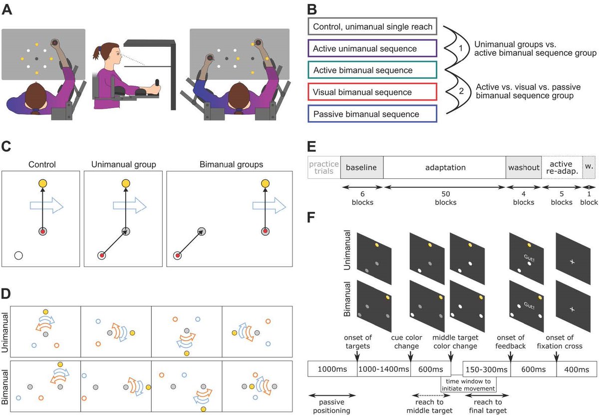 #JNeurosci: <a href="/Magda_Gippert/">Magdalena Gippert</a> <a href="/HeedLab/">Tobias Heed @Heedlab@fediscience.org (Mastodon)</a> <a href="/IanSHoward1/">Ian S Howard</a> <a href="/arnovillri/">Arno Villringer</a> <a href="/BernhardSehm/">Bernhard Sehm</a> et al. <a href="/MPI_CBS/">MPI für Kognitions- & Neurowissenschaften</a> showed in humans that the brain seems to use kinematic information in learned motor sequences involving different body parts to adjust movements of the same sequence
jneurosci.org/lookup/DOI/10.…