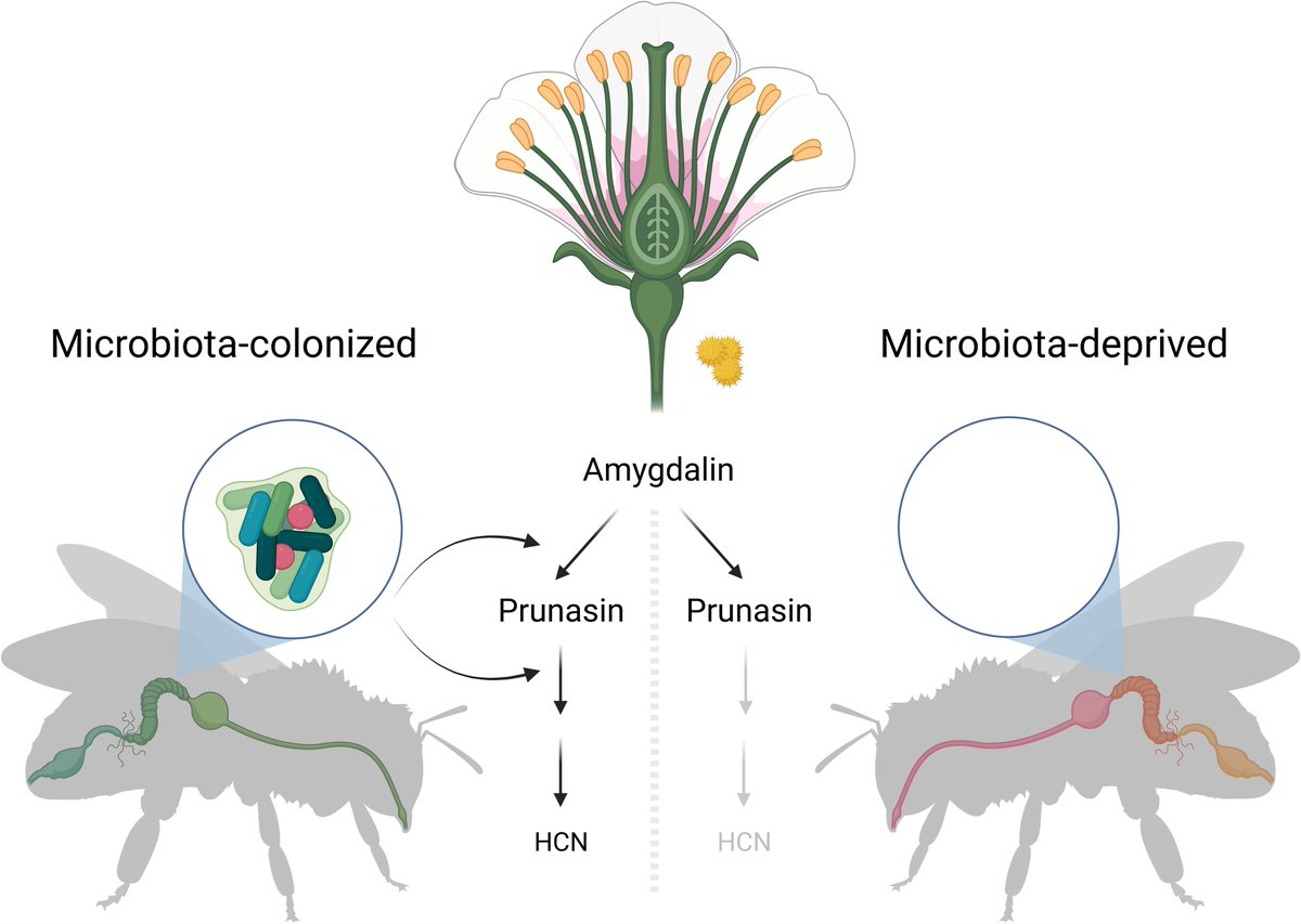 Hassan Salem (@hassansalem) on Twitter photo How do bees contend w/ plant toxins in pollen & nectar? Against at least one secondary metabolite, help comes from within.
Belatedly sharing our <a href="/eLife/">eLife - the journal</a> insight article on an elegant study by <a href="/ErickMotta19/">ErickMotta</a>, <a href="/wk_kwong/">Waldan Kwong</a>, Nancy Moran & team.
elifesciences.org/articles/85565 How do bees contend w/ plant toxins in pollen & nectar? Against at least one secondary metabolite, help comes from within.
Belatedly sharing our <a href="/eLife/">eLife - the journal</a> insight article on an elegant study by <a href="/ErickMotta19/">ErickMotta</a>, <a href="/wk_kwong/">Waldan Kwong</a>, Nancy Moran & team.
elifesciences.org/articles/85565