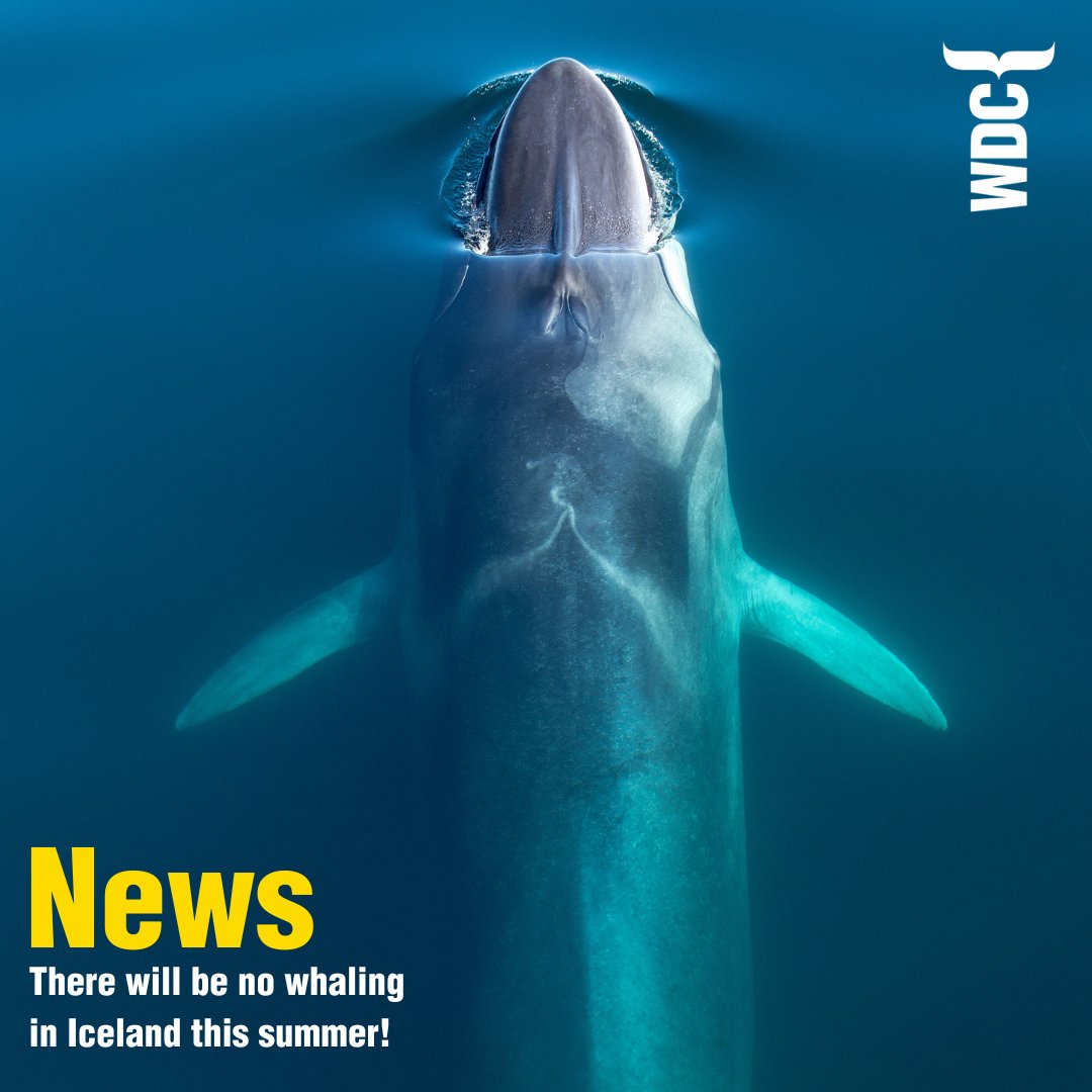 There will be no whaling in Iceland this summer! 🥳

This is HUGE!

Together with the support of other marine charities and a public outcry in Iceland and abroad, we've saved around 150 fin whales from a painful and horrific death this year.

The Icelandic Government's own advice…