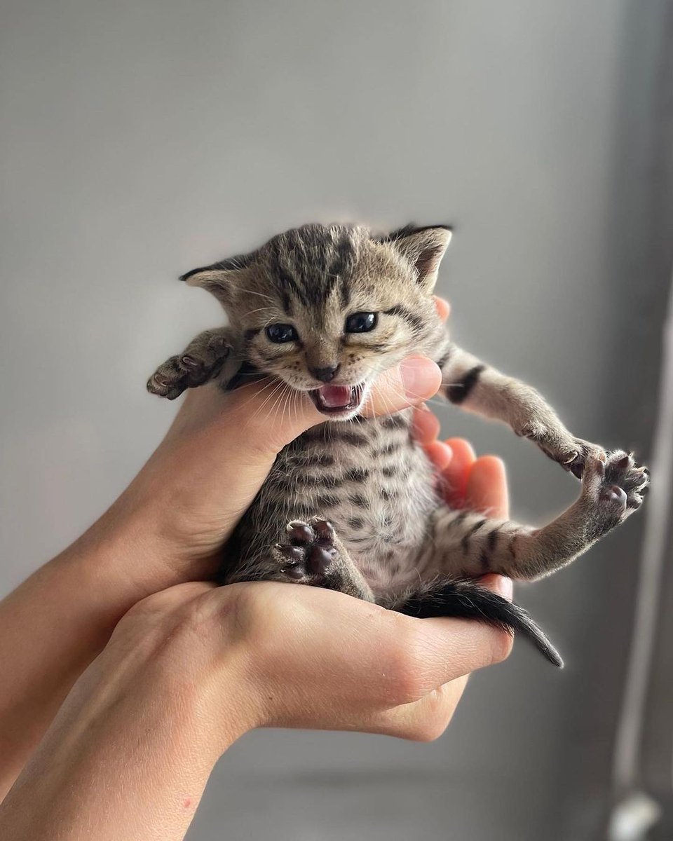 🏡 #ANKARA / #YUVA ARANIYOR 🏡

Üç Küçükler ve dünyanın en güzel annesine yuva aranıyor.

Hepsi dişi. Henüz bir buçuk aylıklar, iki hafta daha emecekler gibi görünüyor. Anne de 10 aylık var-yok, minik bir kız. Çok akıllı ve çok iyi bir anne.

#satınalmasahiplen #kedi