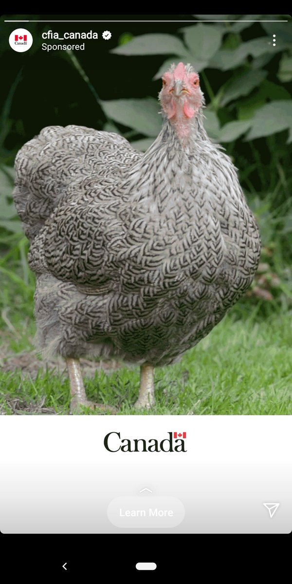 DanKitkat's tweet photo. I was waiting for text to appear on this Canadian Food Inspection Agency Instagram Ad, but it's just a chicken. It's a pretty threatening chicken though, so I guess it gets the message across. https://t.co/7c30xvEdm8
