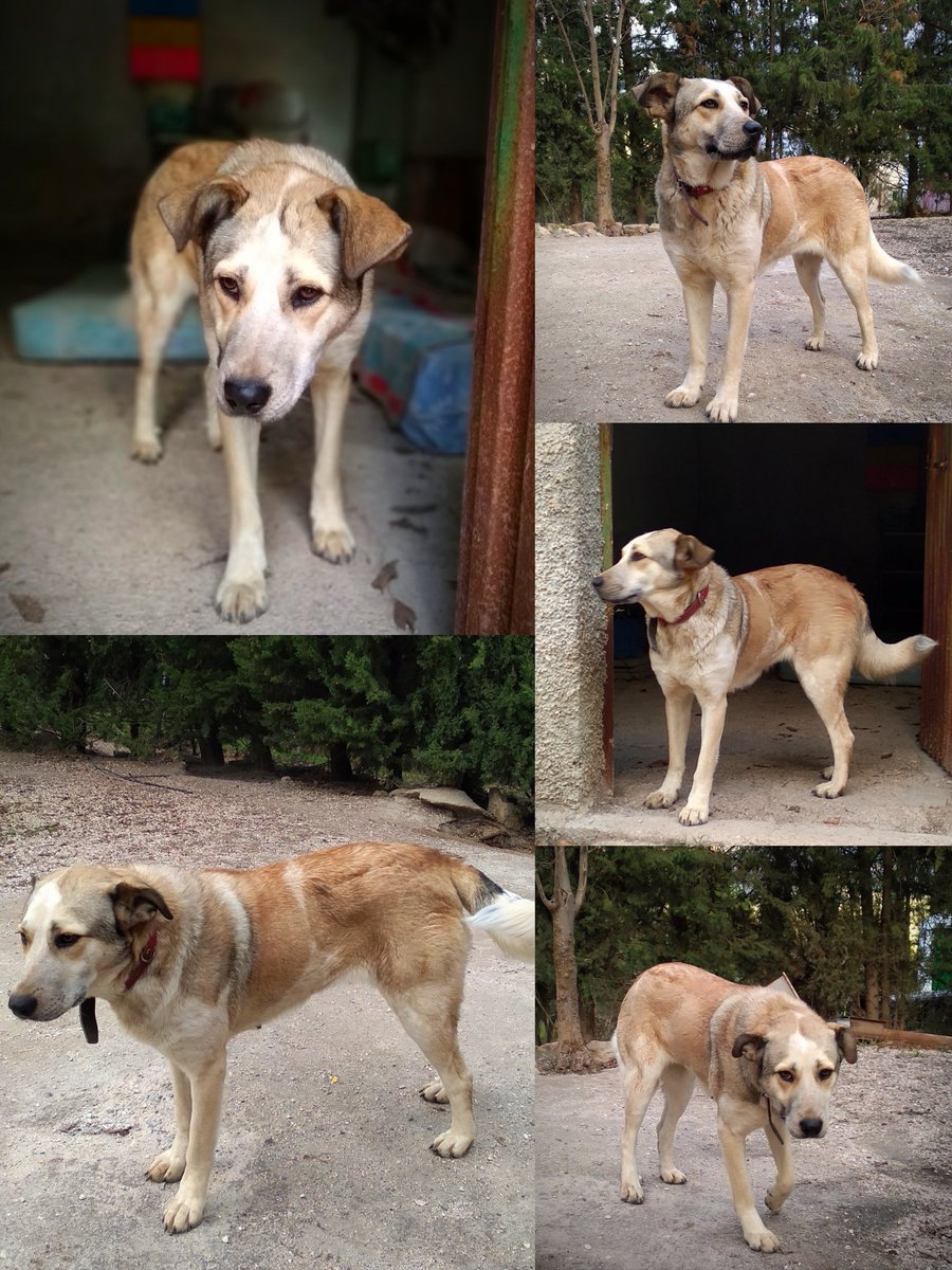 ProtectoraQSDA's tweet photo. Os presento a Aki, encontrada atada con una cuerda a un árbol, deshidratada y famélica. Pués mirad q brillo y porte tiene ahora. Noble y cariñosa, busca un HOGAR. No lo dudes y salva una vida. #AdoptaNoCompres @fund_ochotumbao RT please. https://t.co/NkhdrvDFJc
