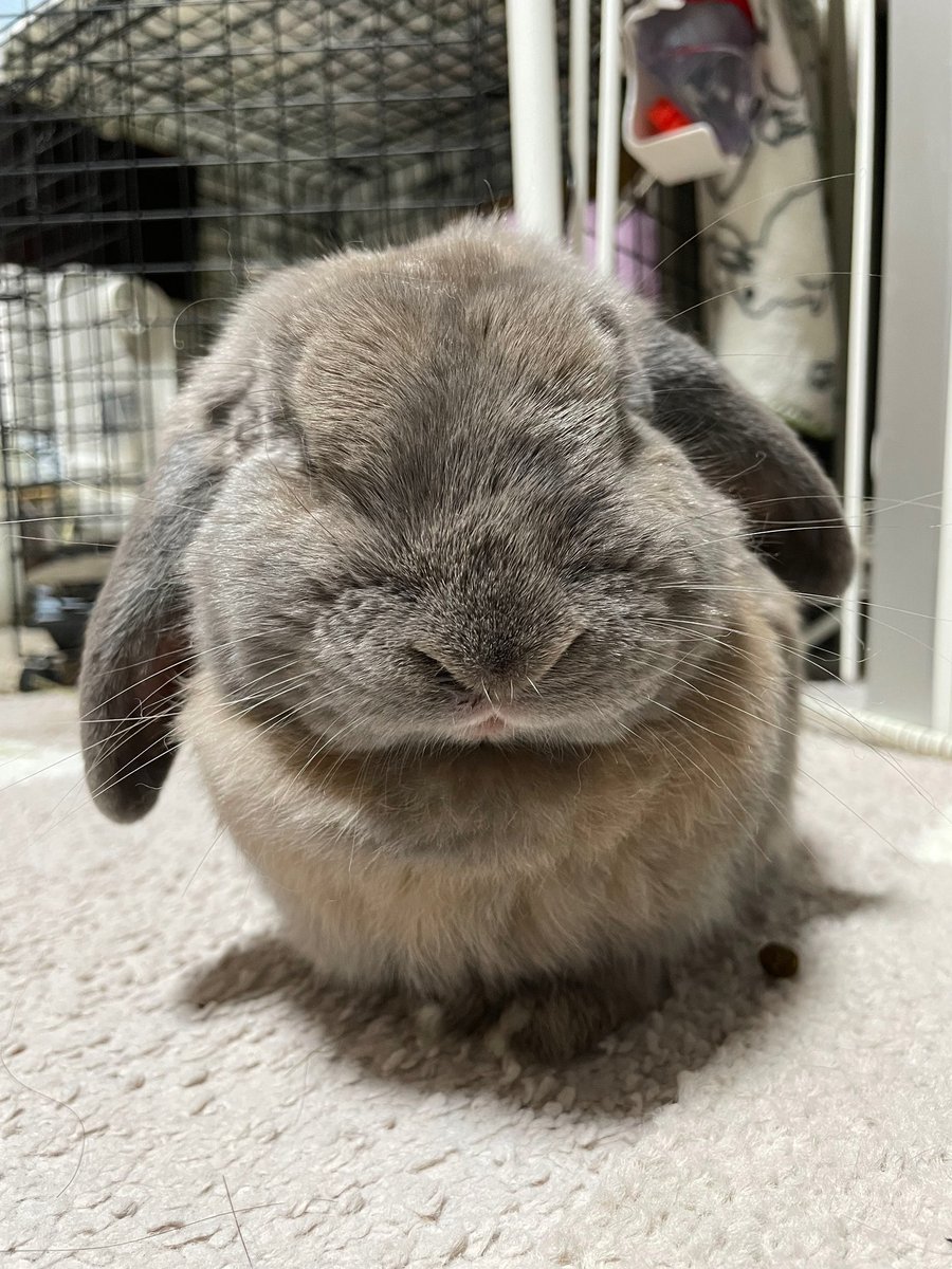 kumounko's tweet photo. うさぎロスだからうさぎカフェ行ってきたけど寂しかった。
くもりしか勝たんのよ、 https://t.co/WOK3duar6u