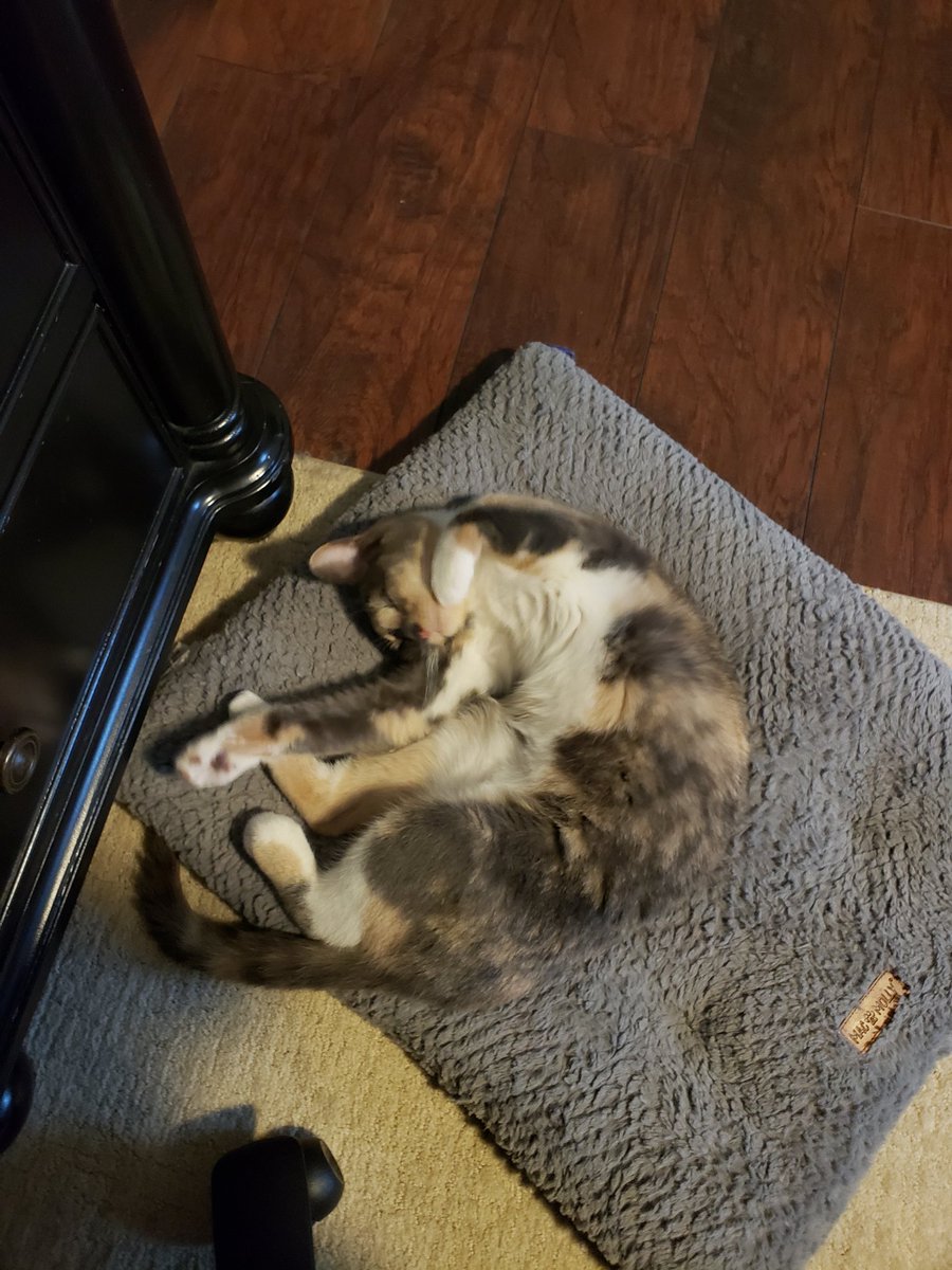 K㋐θmit (Twunk 4 Otter era) on Twitter "Little miss pooped on a white