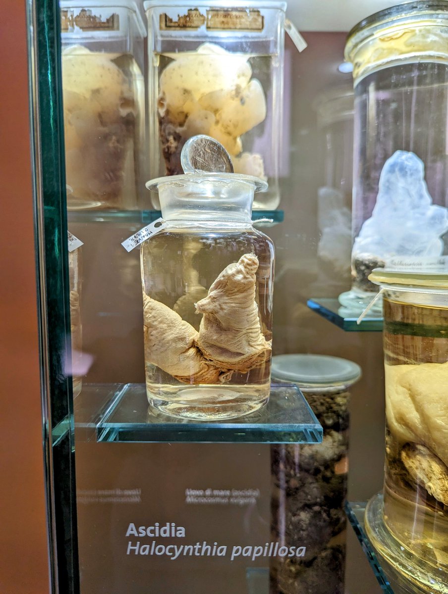 While visiting the Giancarlo Ligabue Natural History Museum in #Venice I couldn't help take a picture of a #Halocynthia papillosa #tunicate #TunicateTuesday