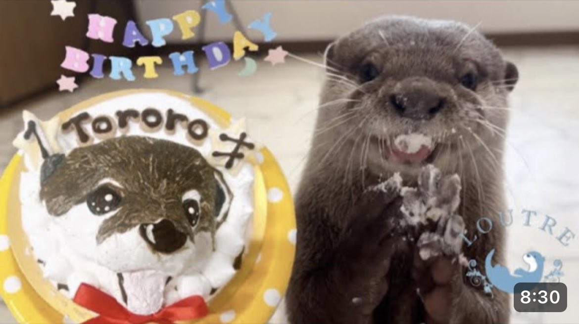 カワウソとろろ、1歳の誕生日をケーキでお祝いしたら最強に可愛かった