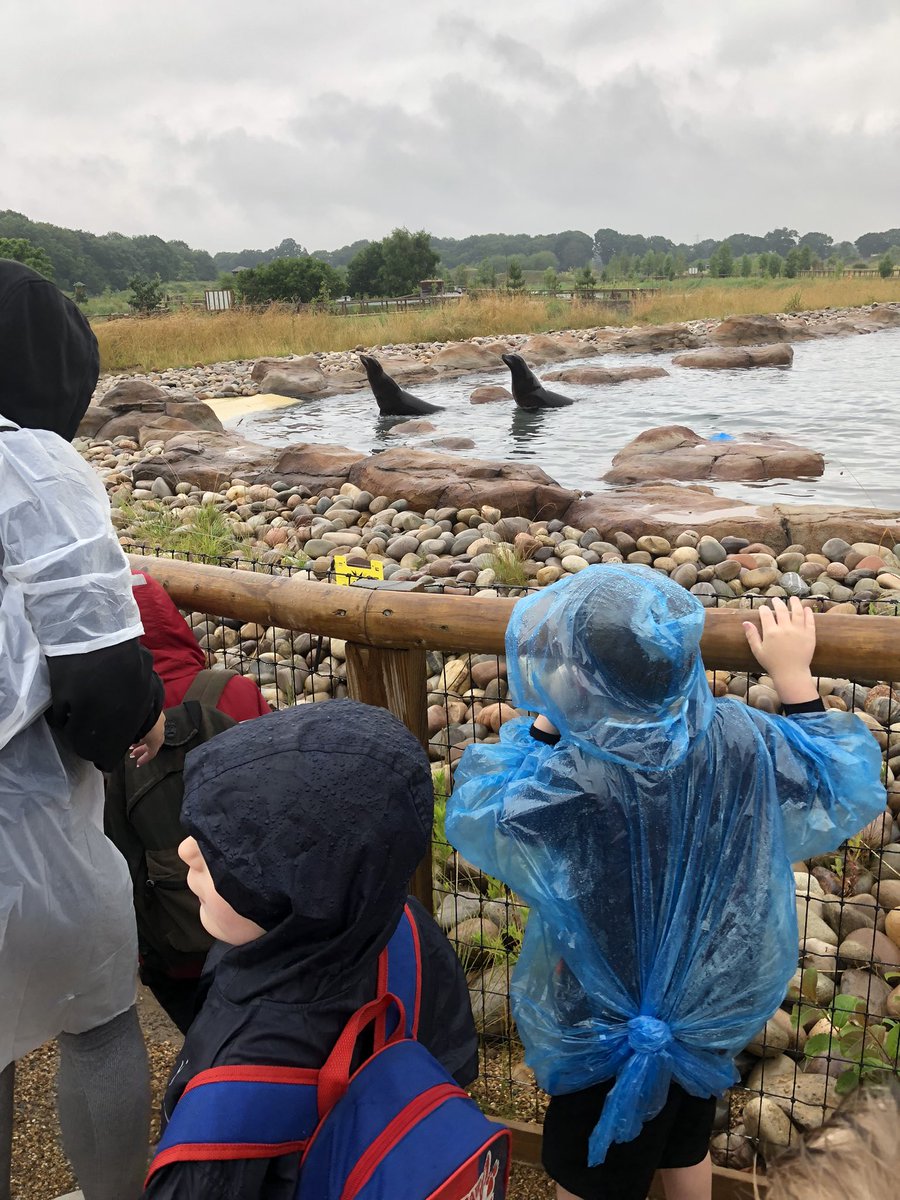 JonesMrsL's tweet photo. The sea lions came out to play 🦭 @y1sthelens @PrincipalSTH @STHAssistantHT @LeishmanMrs https://t.co/eWLSYBVynW