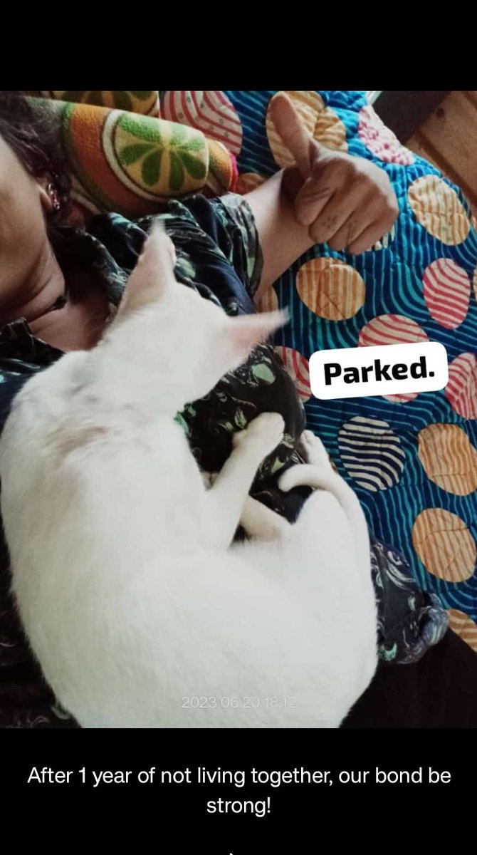 Almost a year ago I left this community.
I returned this morning.
Luna-chan 😽 and I are back! 🤍

#catlover #CatsOnTwitter 
#Auroville #TiredNomad