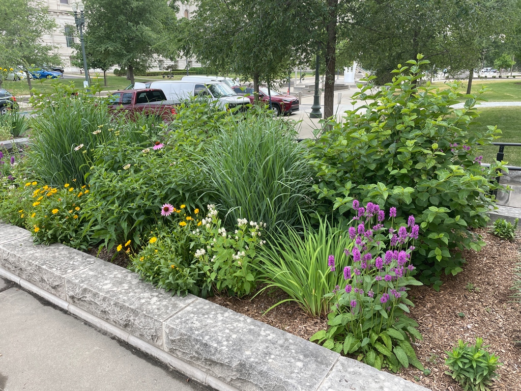 state_library's tweet photo. The Indiana Statehouse Tour Office and Education Center Native Plant garden is in full bloom! The garden can be found on the Senate Ave. side of the Indiana State Library in downtown Indianapolis. #garden #summer #Indianapolis https://t.co/jBwVRiMbvV