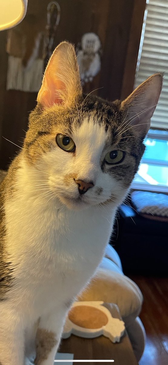 PalsCats's tweet photo. Visit our IG (@pals_animal_life_savers) for an update on this handsome boy!

#PALS
#adoptdontshop
#HappyEnding https://t.co/PB1HbZ3js8