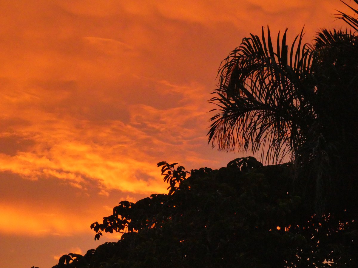 suezeecue's tweet image. Sunset sky and trees... #Kingston #Jamaica #TuesdayScenes @djmillerJA @SonjahStanley @CaroleBeckford @jahmekyagyal @DahliaHarris @simonenclarke