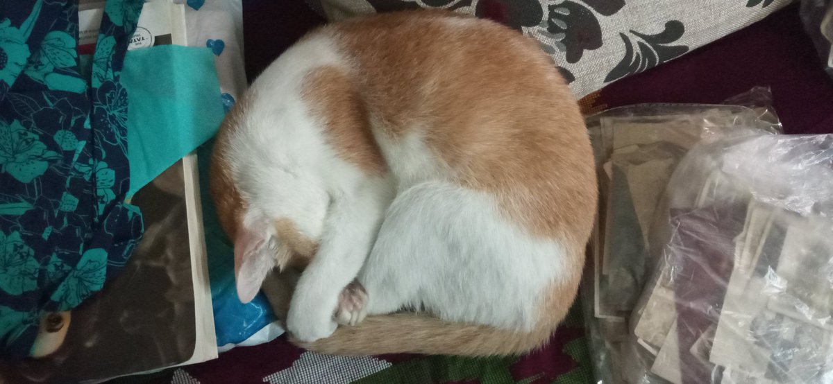 Good evening 🌆 

#Caturday #catloversclub #catlovers #kittycat #furbaby🐾