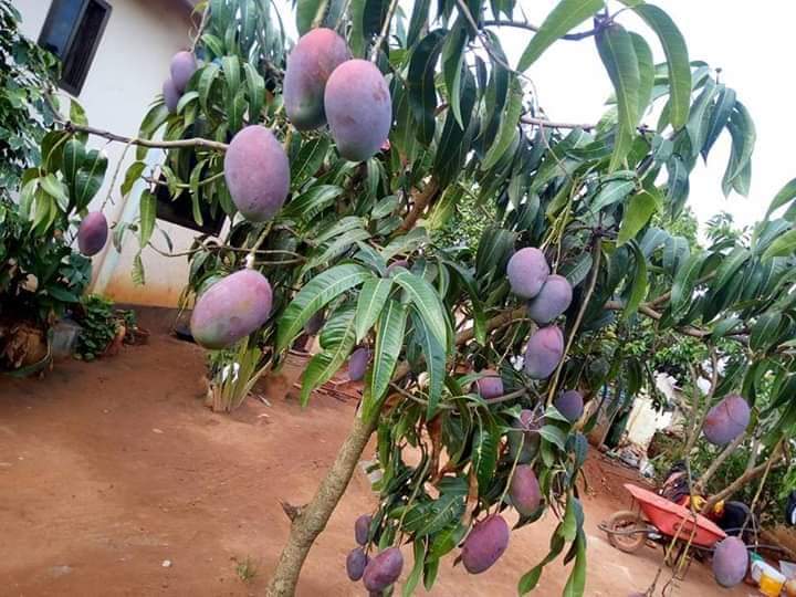 iAmLyimo's tweet photo. Nitakusaidia kupata miti inayozaa hivi ndani ya miaka mitatu tu kwa tsh 2500 tu.

WhatsApp https://t.co/dzhIY0NujV ☎️

#FarmWith @iAmLyimo https://t.co/5RqnYrUznm