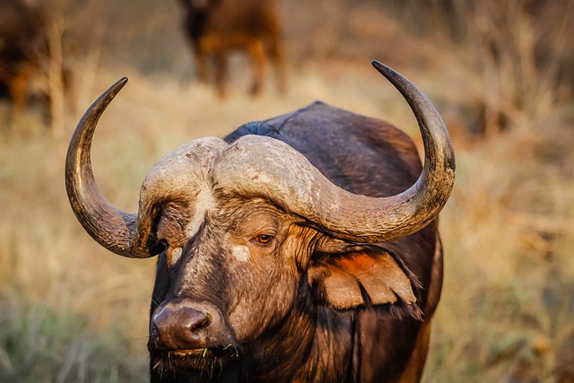 🐃🔬 Peste Des Petits Ruminants Screening and #Diagnostic Tests in African Wildlife in the Context of #Rinderpest Eradication 

We need  new tests validated for wildlife hosts to provide sufficient sensitivity and specificity of detection 

➡️ hindawi.com/journals/tbed/…