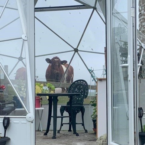 Meet our newest happy customer! She's been keeping a close eye on our existing customer's SOLARDOME® POD, which is used as a relaxing space and greenhouse for growing fresh salad greens. Who knew cows were so interested in our domes!

#cows #greenhouse #gardening #solardomeclub