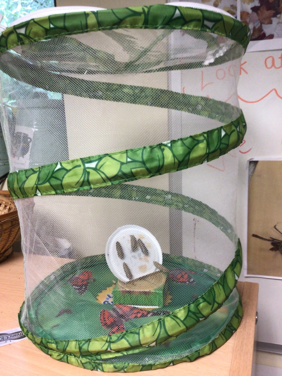 It was an exciting day today! We noticed that our caterpillars have started their transformation into butterflies. We now have 5 chrysalises hanging on the lid, which we carefully placed into the butterfly net. We now have to wait and see how long it takes them to emerge…🐛🦋