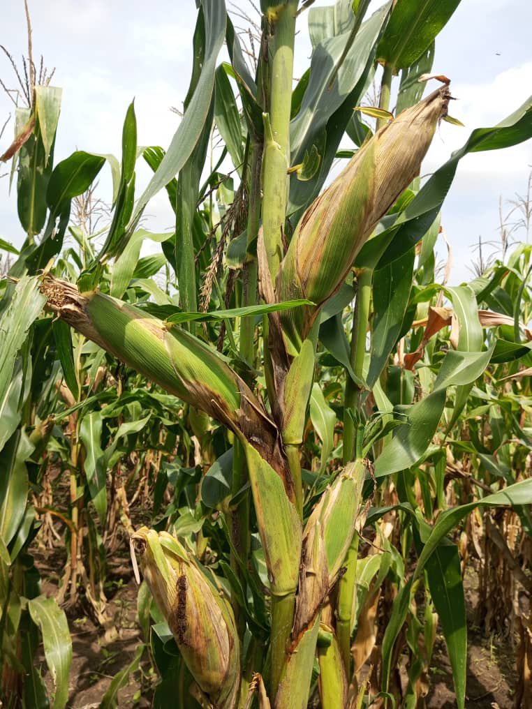 Omia Agribusiness Development Group LTD On Twitter Interested In omia-agribusiness-development-group-ltd-on-twitter-interested-in