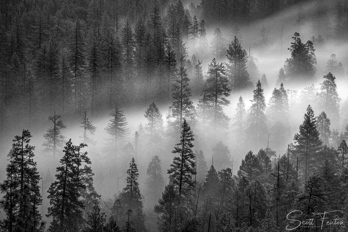 'Forest'  sfentonphotography.com  #yosemite #nikon

#photooftheday

#landscapephotography

#photooftheday

#dreamscape

#world_bestnature

#everything_imaginable

#fever_sunsets

#world_bestsunset

#world_bestsky

#live_your_sunsets

#ig_week_nature

#your_nordic