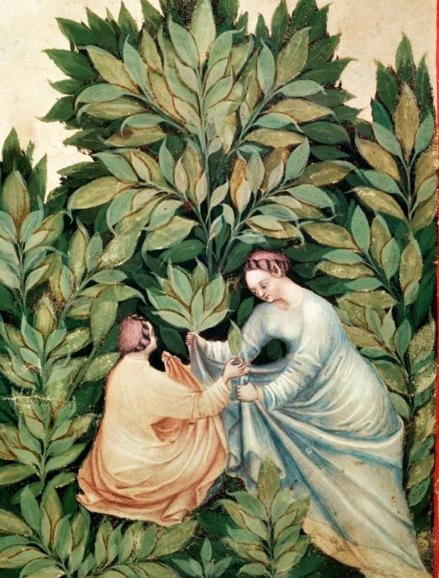 Many plants picked on Midsummer or on St John's Day were said to possess marvellous properties. Mugwort provided protection against disease & evil spirits; Chicory thwarted any evil spells cast against you; Fern spores allowed you to know hidden secrets.  #FairyTaleTuesday
