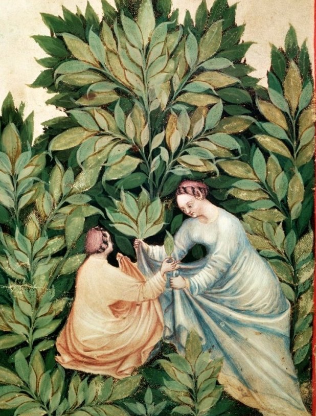 Many plants picked on Midsummer or on St John's Day were said to possess marvellous properties. Mugwort provided protection against disease &amp; evil spirits; Chicory thwarted any evil spells cast against you; Fern spores allowed you to know hidden secrets.  #FairyTaleTuesday
