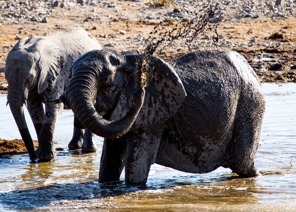 2 #Elephants #playing with #dirt in #waterhole , #Namibia.

.
.
.
#AfricanElephants
#WildElephants
#Etosha
#AfricanHerbivore
#NamibiaWildlife
#TravelNamibia
#AfricaWildlife
#AfricanElephants
#Savannah
#Safari

#WildlifeHabitat
#Nature
#AnimalWorld
#EnglishLearning #AnimalThen