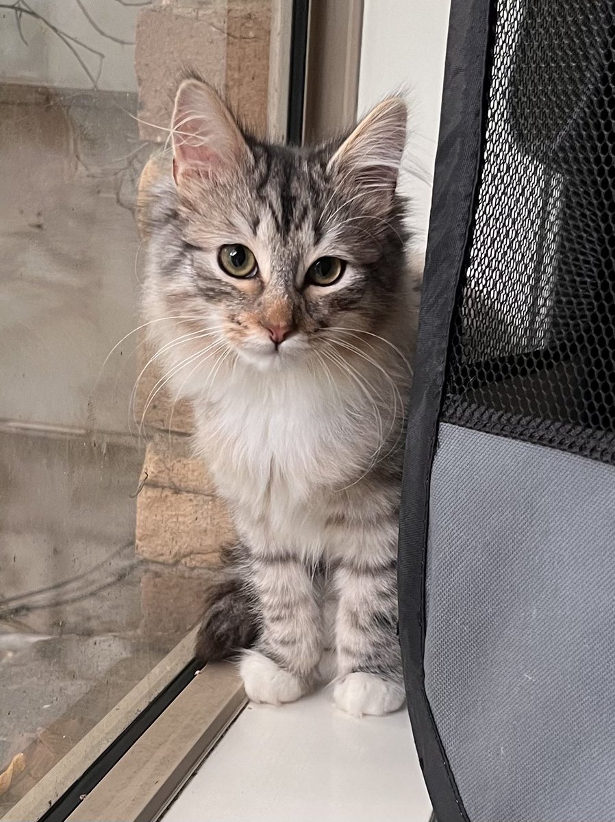 Everyone meet Chase, my little rescue baby 🩶 he had a rough start to life. So happy to be able to give him a loving home. Check out the vlog to see his progress 🫶🏻 youtu.be/_Rhrg7fywwQ