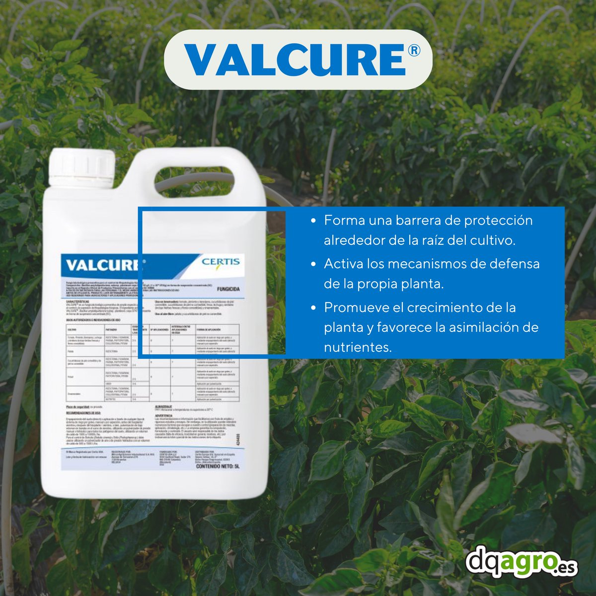 ¡Os traemos la solución contra la Phytophora! 🫑

La Phytophthora capsici afecta principalmente al cultivo de pimiento, provocando la enfermedad conocida como tizón o marchitez del pimiento

🌐 dqagro. es
📍La Palma, Cartagena
📞968554545

#valcure #bioracionales #babyleaf