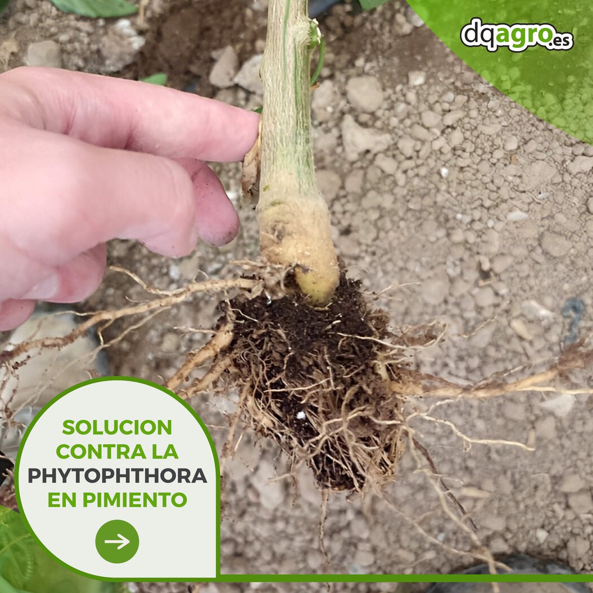 DQAgro's tweet photo. ¡Os traemos la solución contra la Phytophora! 🫑

La Phytophthora capsici afecta principalmente al cultivo de pimiento, provocando la enfermedad conocida como tizón o marchitez del pimiento

🌐 dqagro. es
📍La Palma, Cartagena
📞968554545

#valcure #bioracionales #babyleaf https://t.co/WpMMC8ghfP