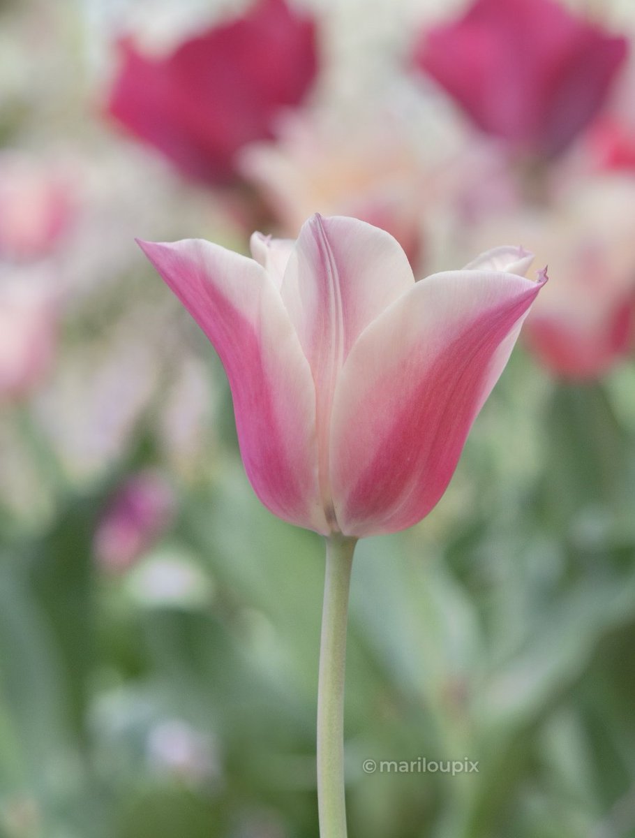 🌷Shine like a tulip for #TulipTuesday 🌷#ThePhotoHour #day168of365 #FlowersOfTwitter #flowerphotography #tulips #PhotographyIsArt #NaturePhotography #Nikon