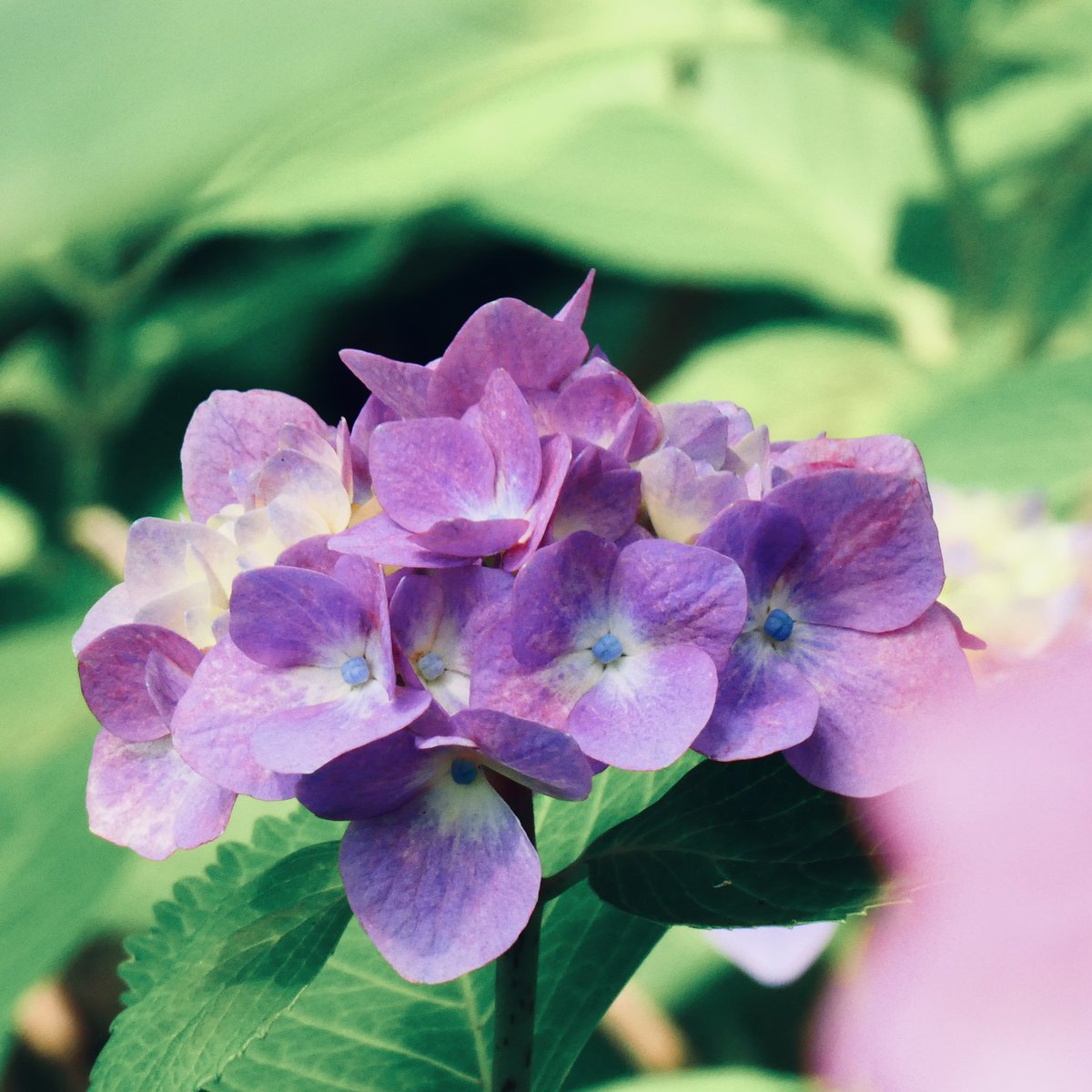 紫陽花集　⑧

#TLを花でいっぱいしよう #写真で奏でる私の世界 #お写んぽ #カメラマンさんと繋がりたい #ファインダー越しの私の世界 #キリトリセカイ #photography #PhotoOfTheDay