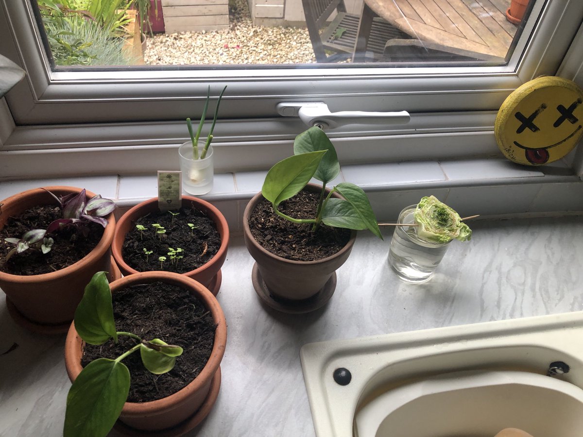 kevbrackenbury's tweet photo. Cuttings corner…basil,purple dude plant,little gem,spring onions & little gem lettuce
Yardin #yardin #yardining #yardiner https://t.co/odFmspacNU