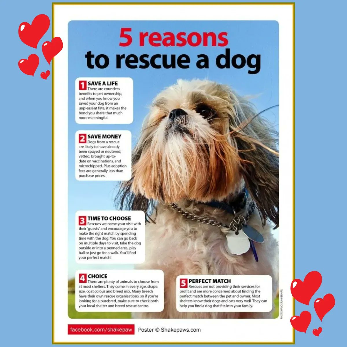 🐾🏠 Thinking about adding a dog to your family? Here are some great reasons why rescuing a dog can be an incredibly rewarding experience! 🐶 💕 

#RescueDogLove #AdoptDontShop #SecondChanceCompanions #RescueIsMyFavoriteBreed #RescueDogBenefits #FurryHeroes