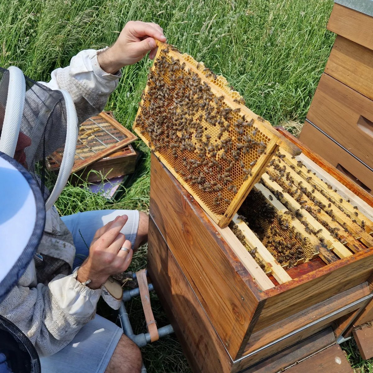 Berkelse Imker Bodewes was zo blij met mijn gedichtje dat we een bijenexcursie + potje Berkelse Honing kregen. Direct maar even een grotere versie van het gedichtje gemaakt! 

#poëzie #berkel #lansingerland #bijen #honing