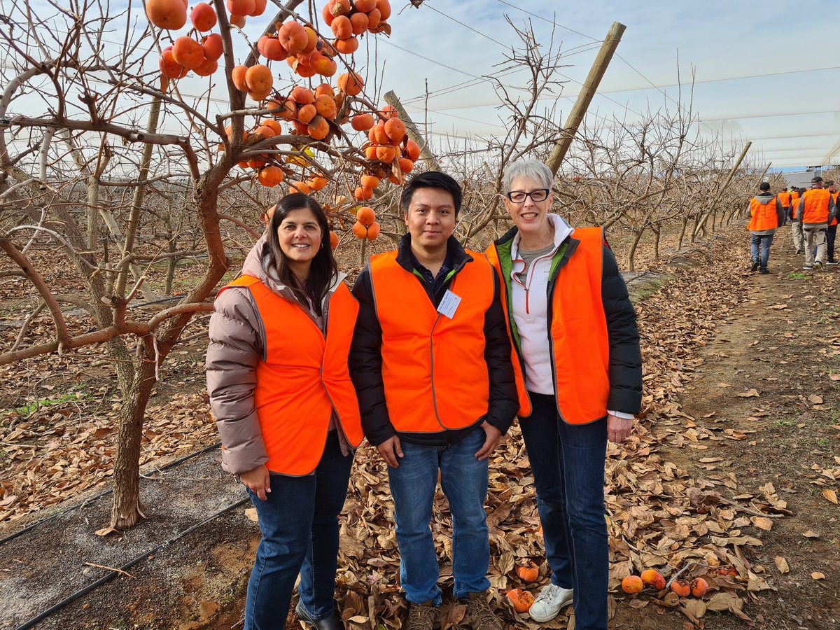Fantastic day in the Riverland touring and learning more about #persimmon. <a href="/Hort_Au/">Hort Innovation</a> Such a beautiful and tasty fruit that definitely deserves a look in.