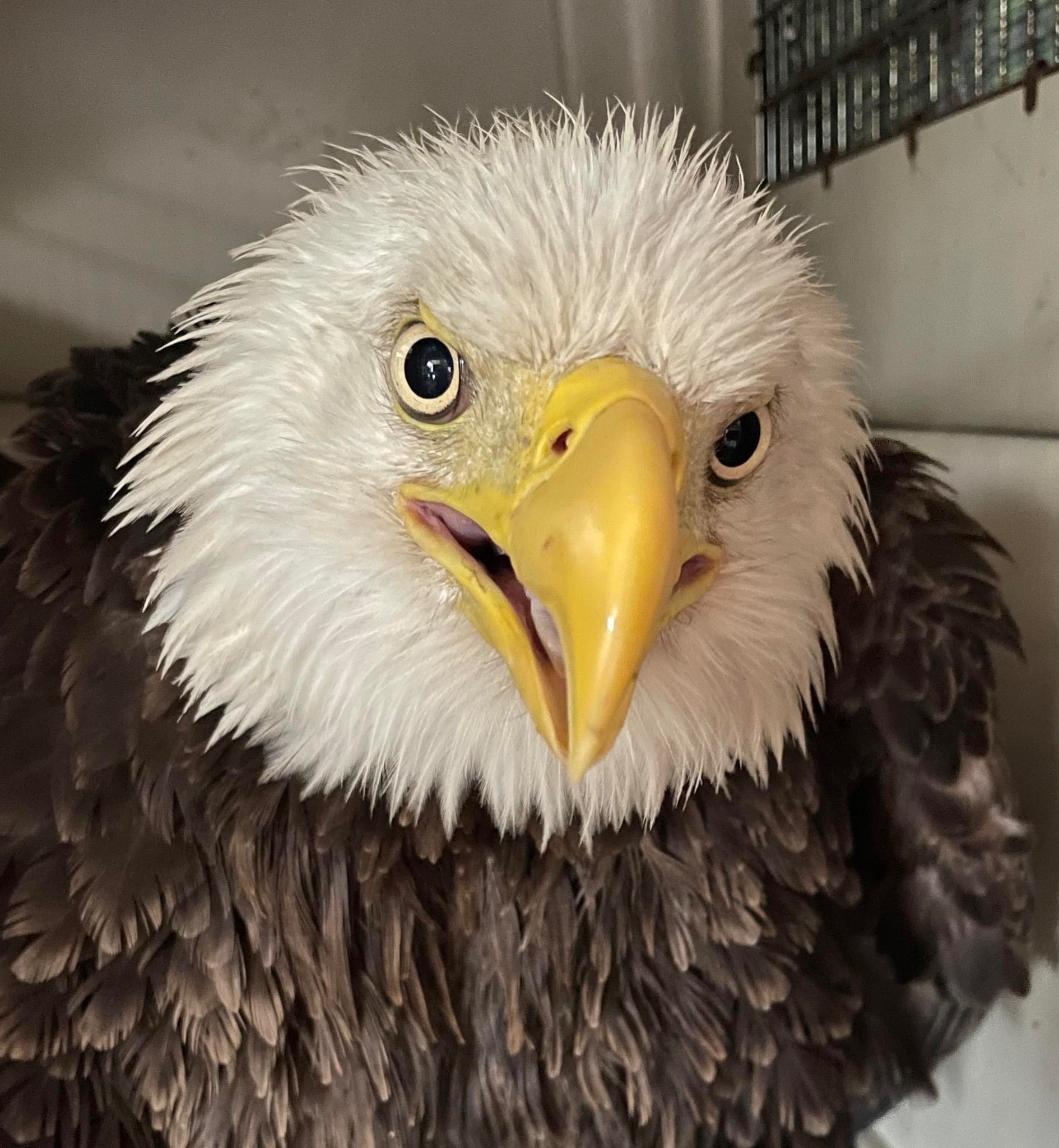 American Eagle Foundation on Twitter "June 20th, or American Eagle Day, celebrates the bald